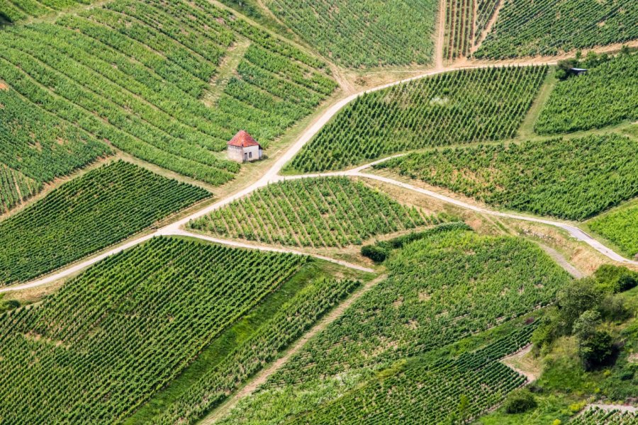 Vignoble près de Château-Chalon. Philippe PATERNOLLI - Shutterstock.com