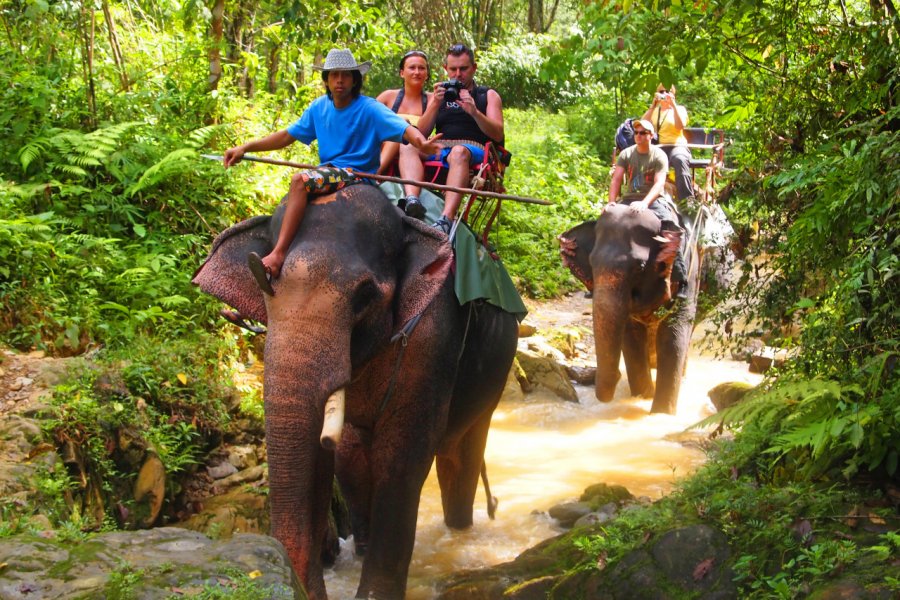 Trekking à dos d'éléphant dans le parc national de Khao Sok. Patryk Kosmider - Shutterstock.com