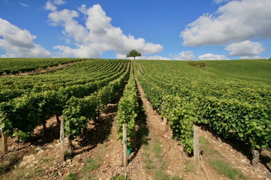 Vignoble de Gaillac. MarioB149 - Shutterstock.com