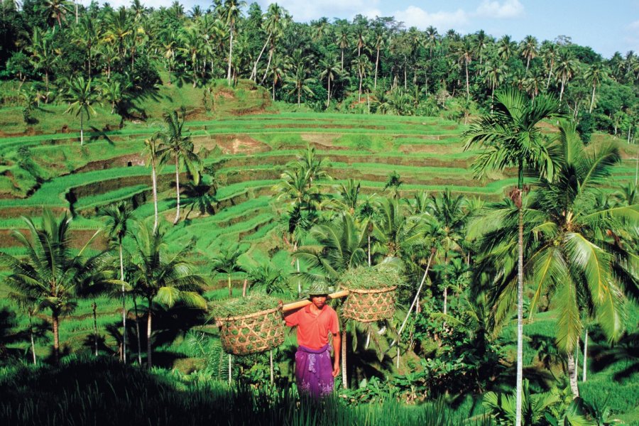 Paysan dans les rizières de Tegallalang. Author's Image