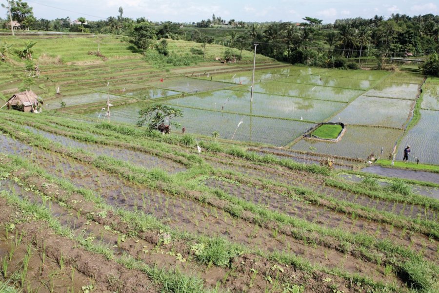 Rizières à proximité de Legian. Stéphan SZEREMETA