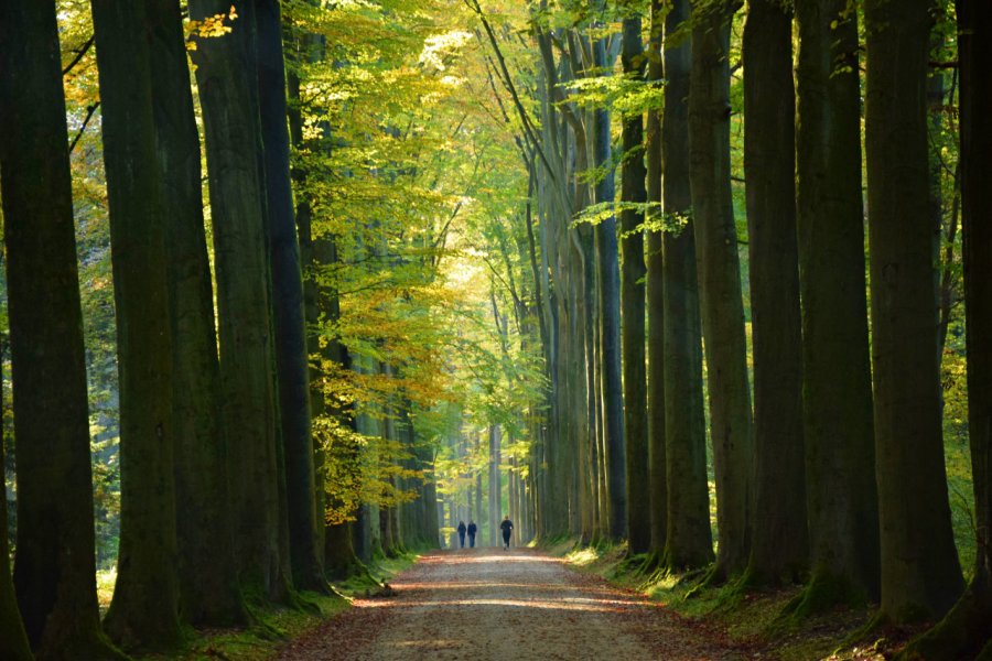 Forêt de Soignes. (© Ronald Smijers - Shutterstock.com))