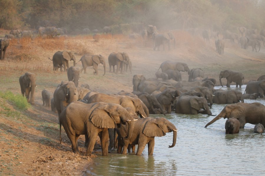 Parc national de Zakouma. Thomas Clode - Shutterstock.com