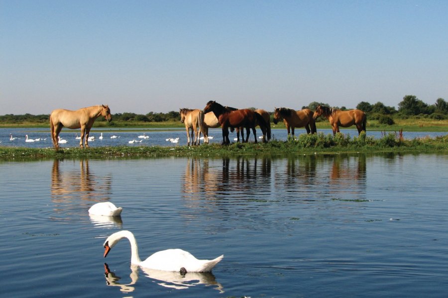 Chevaux dans un marécage du Crotoy (© LESSIOUX - Fotolia))