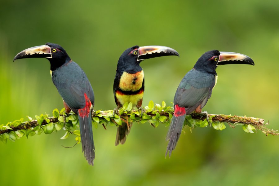 Araçaris à collier sont des petits toucans. Milan Zygmunt - Shutterstock.com