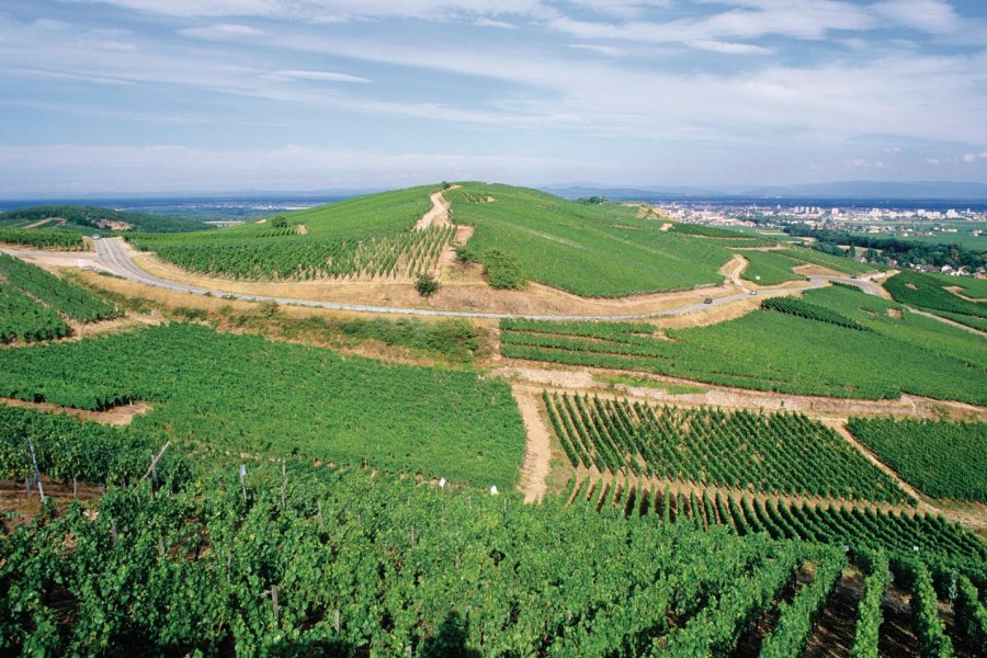 Vignobles de Turckheim (© Irène ALASTRUEY - Author's Image))