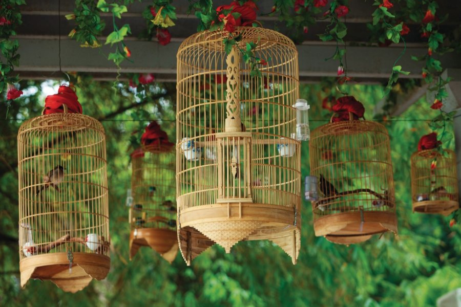 Cages à oiseaux. Philippe GUERSAN - Author's Image