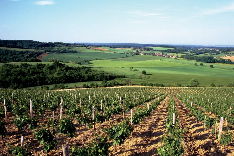 Paysage de la Nièvre viticole AM stock nature