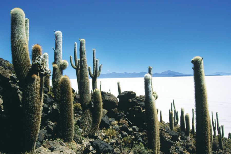 Vue du salar d'Uyuni depuis l'île Pescado. Sylvie LIGON