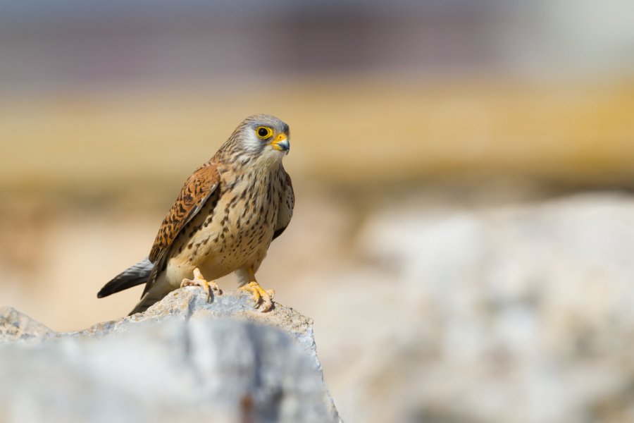 Faucon crécerellette. (© Johannes Dag Mayer - Shutterstock.com))