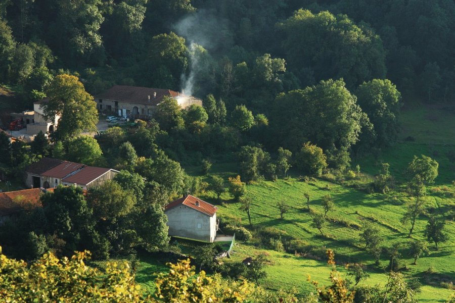 Sur les flancs de la colline de Sion, quelques mirabelliers se tordent dans la lumière du matin Olivier FRIMAT