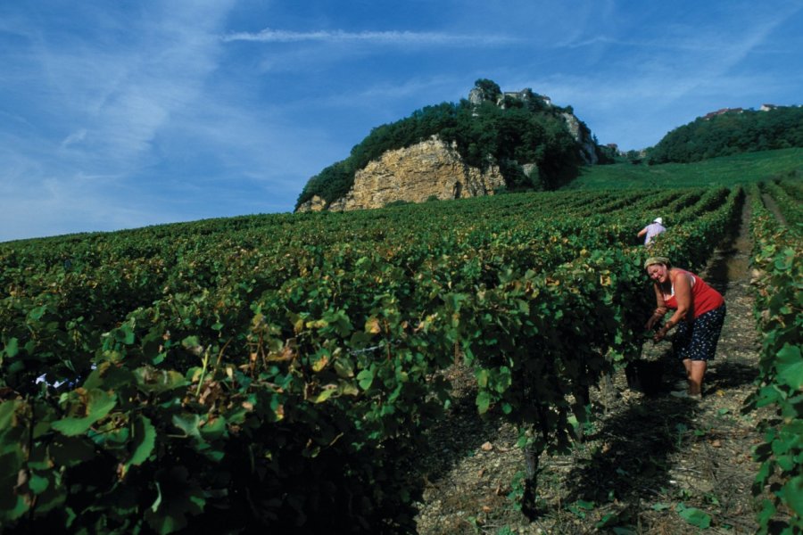 Vignoble près de Château-Chalon PIERRE DELAGUÉRARD - ICONOTEC