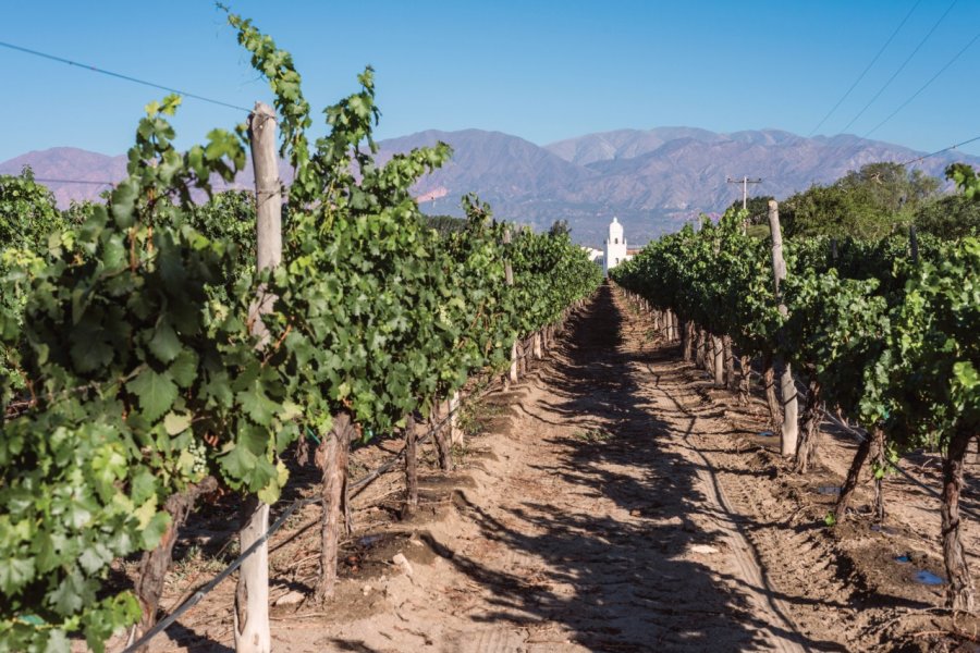 Le vignoble de Cafayate. Kseniya Ragozina - iStockphoto