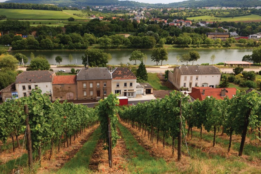 Schengen, village de la route des vins. Philippe GUERSAN - Author's Image
