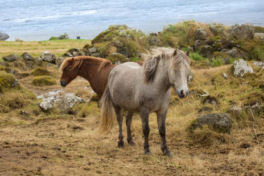 Poneys des Féroë. OAnderson - Shutterstock.com