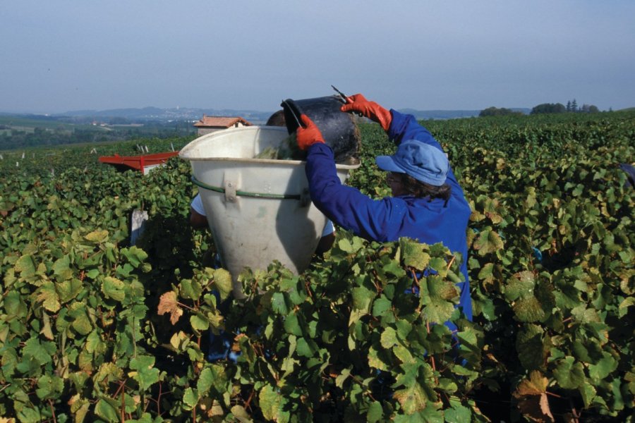 Vendanges à Savagnin PIERRE DELAGUÉRARD - ICONOTEC