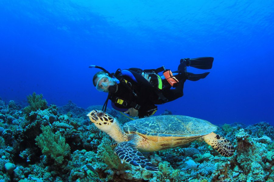 Plongeur et tortue à Cozumel. Rich Carey - Shutterstock.com