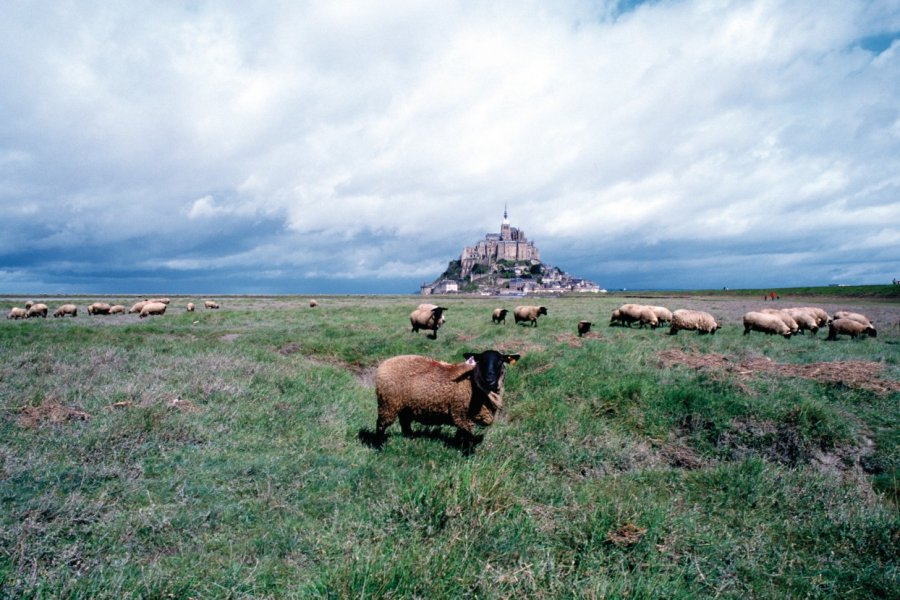 Moutons de pré-salé devant le Mont-Saint-Michel (© Philippe GUERSAN - Author's Image))