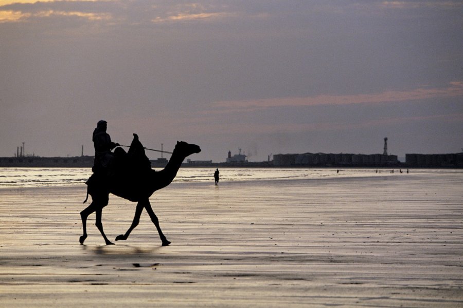 Chamelier sur la plage de Manora. Hervé Bernard - Iconotec