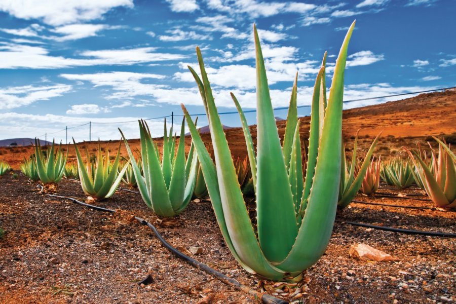 Champ d'aloe vera à Fuerteventura. Anyaivanova - Fotolia