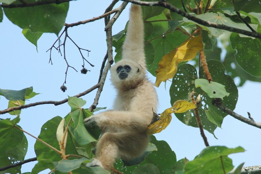 Gibbon sauvage à mains blanches dans un teck du parc national de Khao Yai. Hugh Lansdown - Shutterstock.com