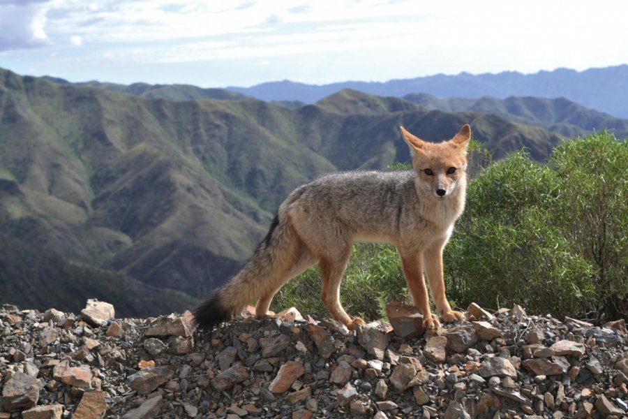 Renard roux de la réserve naturelle de Villavicencio. Aestang - iStockphoto