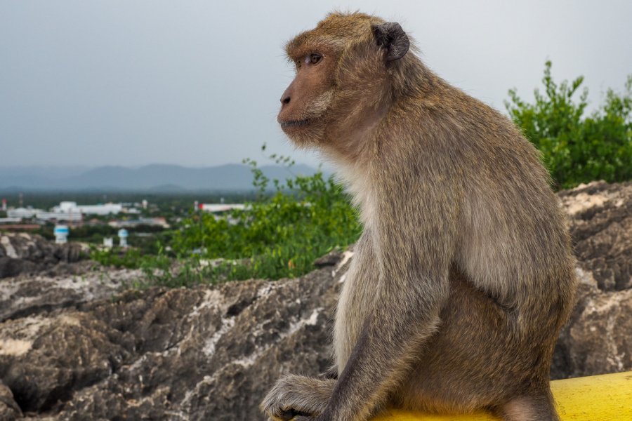 Singe de Khao Chong Krachok. Aldelo Piomica - Shutterstock.com