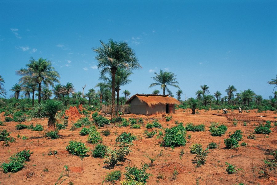 Paysage rural de Casamance. S.Nicolas - Iconotec