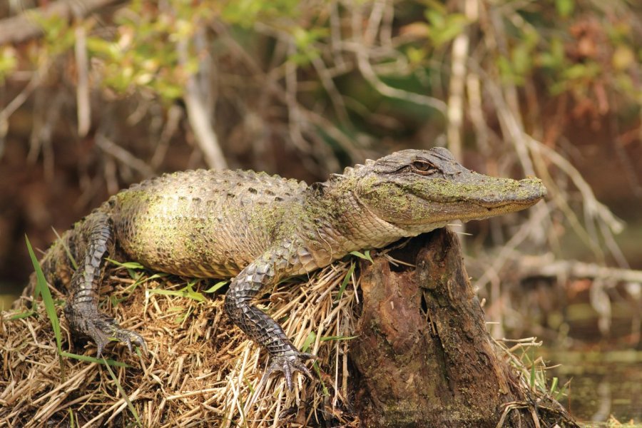 Alligator du Okefenokee Swamp Park. BrianLasenby - iStockphoto.com