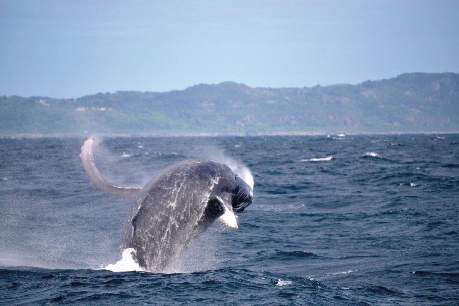 Avistamiento de ballenas en la península de Samaná. Ministerio de Turismo de República Dominicana