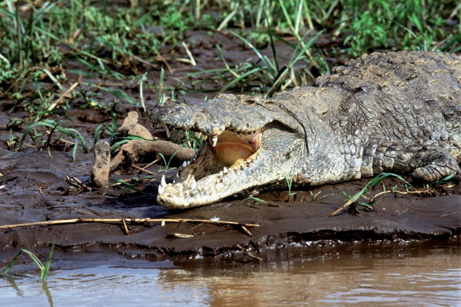 Crocodile sur la berge du lac Baringo Kenya Tourist Board
