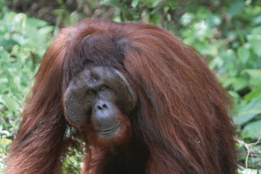 Ritchie, le centre de réhabilitation des orangs-outans Stéphan SZEREMETA