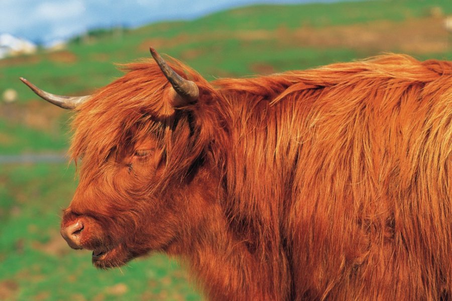 Vache des Highlands. Alamer - Iconotec