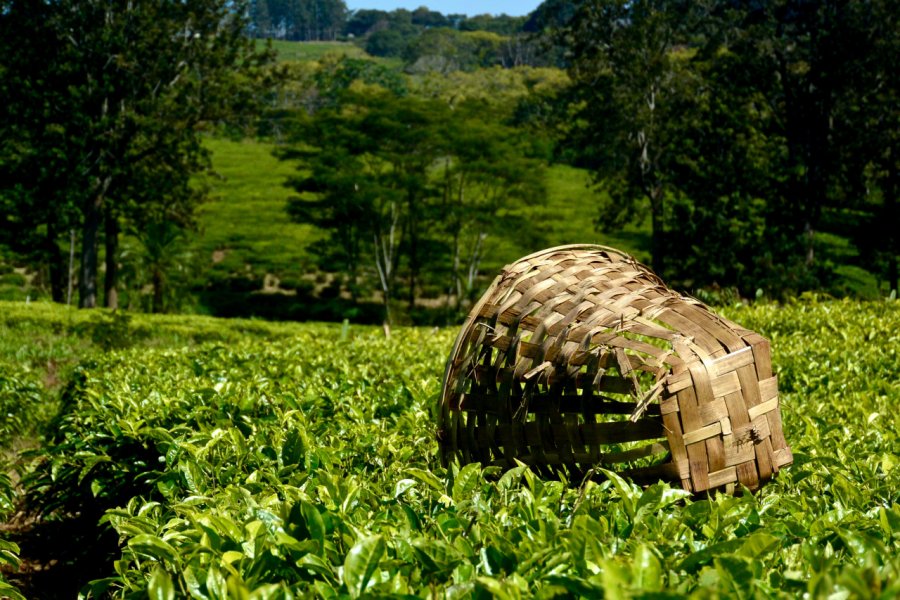 Plantation de thé. YU_WORLD_TRIP - Shutterstock.com