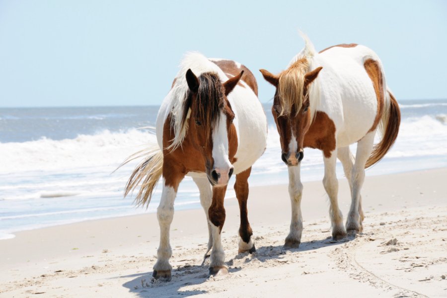 Chevaux sauvages sur la plage, Assateague Island. eninVA