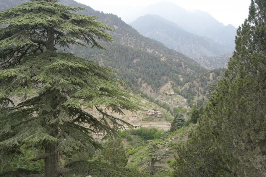 Forêts de sapins à Khost, dans le sud du pays. Constance de Bonnaventure