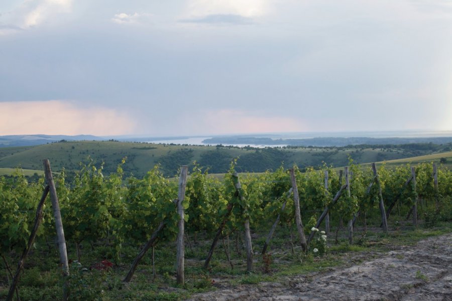 Vignobles bulgares sur les bords du Danube. Ionut Chirila - iStockphoto