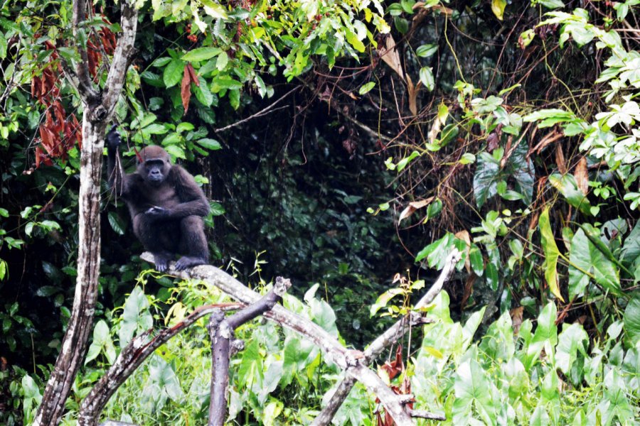 Gorille dans la réserve Lésio-Louna. Benoît Lognoné