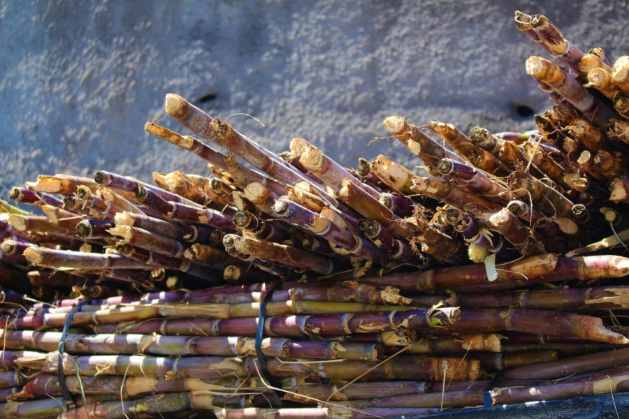 La canne à sucre prête à alimenter la distillerie de Calheta. Anne-Sophie LAMOTTE