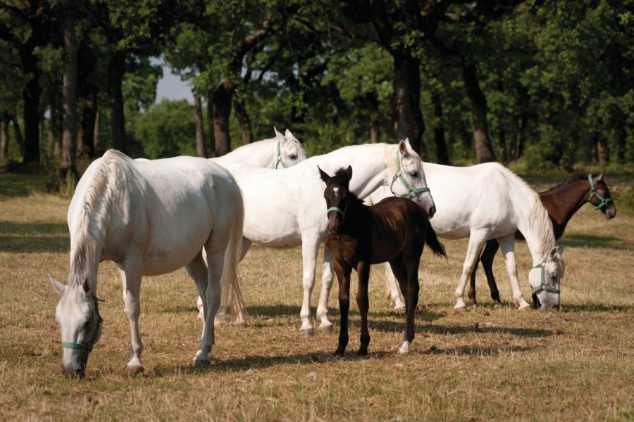 Élevage de lipizzans à Lipica. egon69 - iStockphoto.com