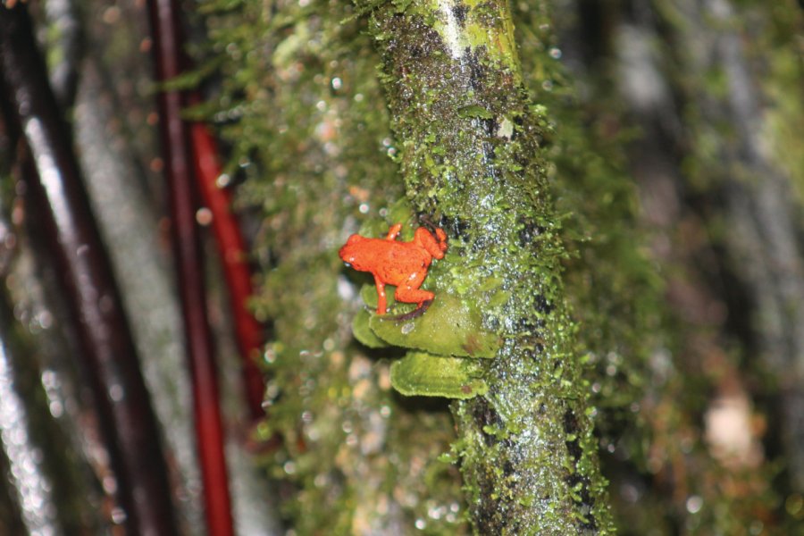 Nano grenouille de la forêt primaire. Laurent BOSCHERO