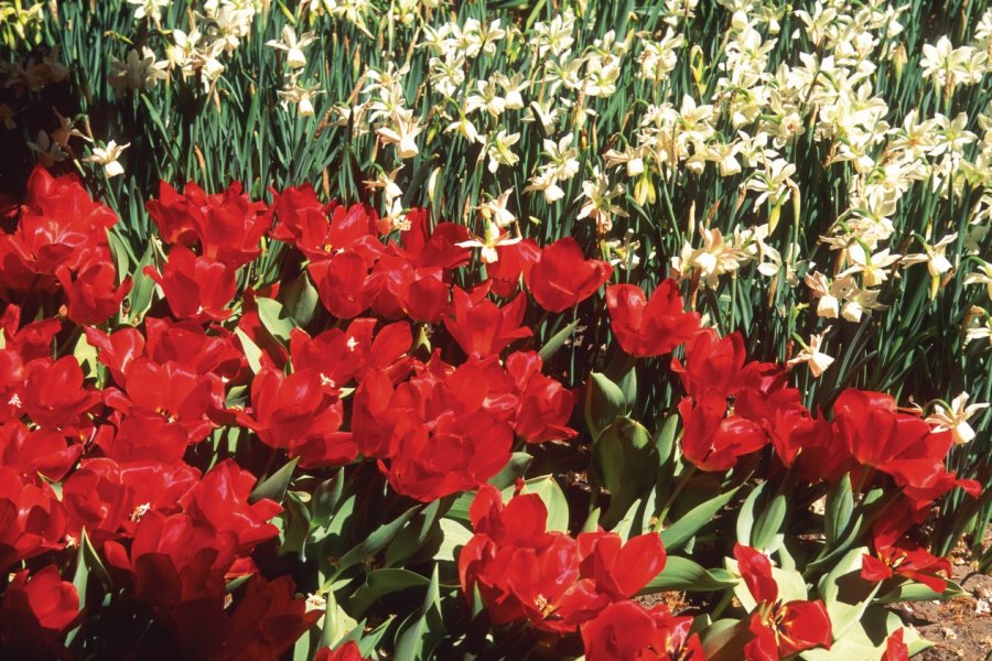 Tulipes et narcisses dans le parc floral du Keukenhof. Author's Image
