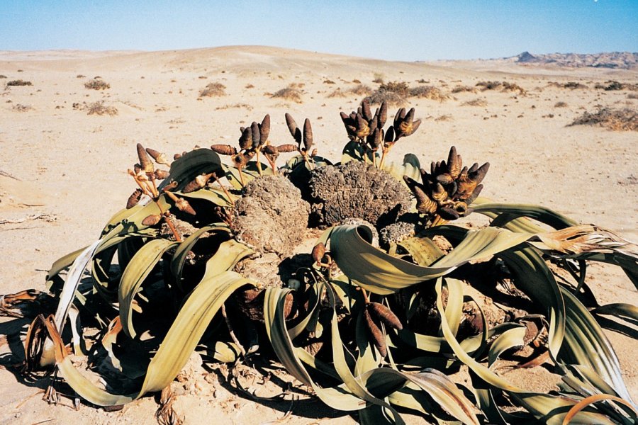 Welwitschia Mirabilis. Jean-Paul LABOURDETTE
