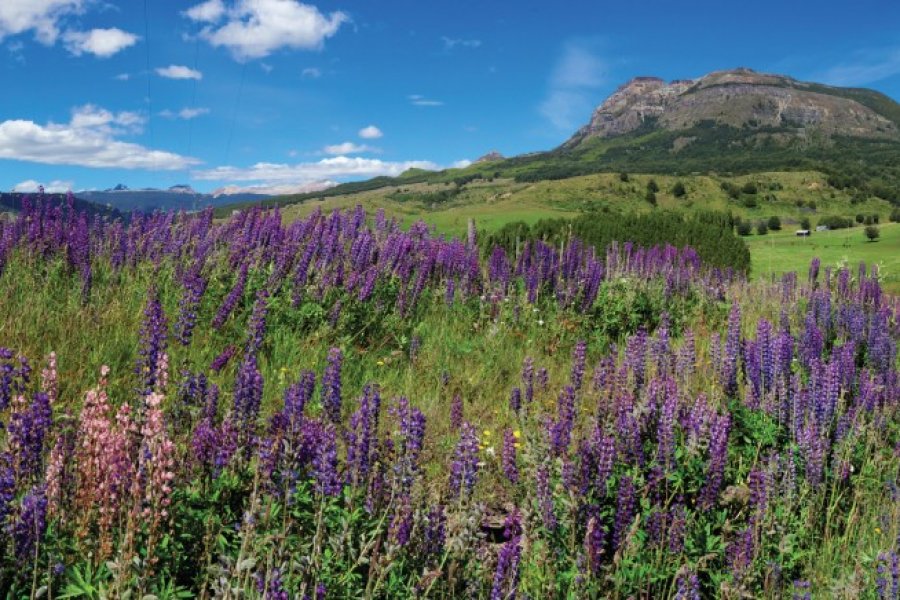 Champ de lavande à Coyhaique. guido72 - iStockphoto