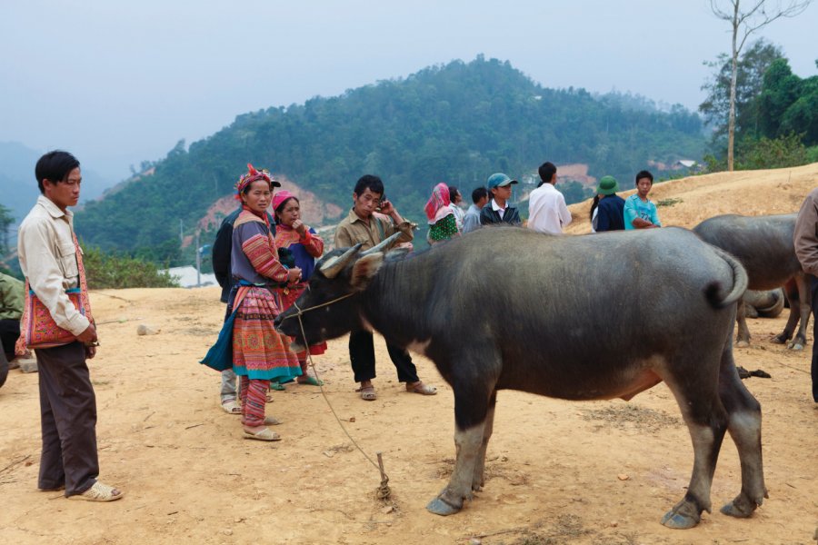 Le marché aux buffles de Coc Ly. Philippe GUERSAN - Author's Image