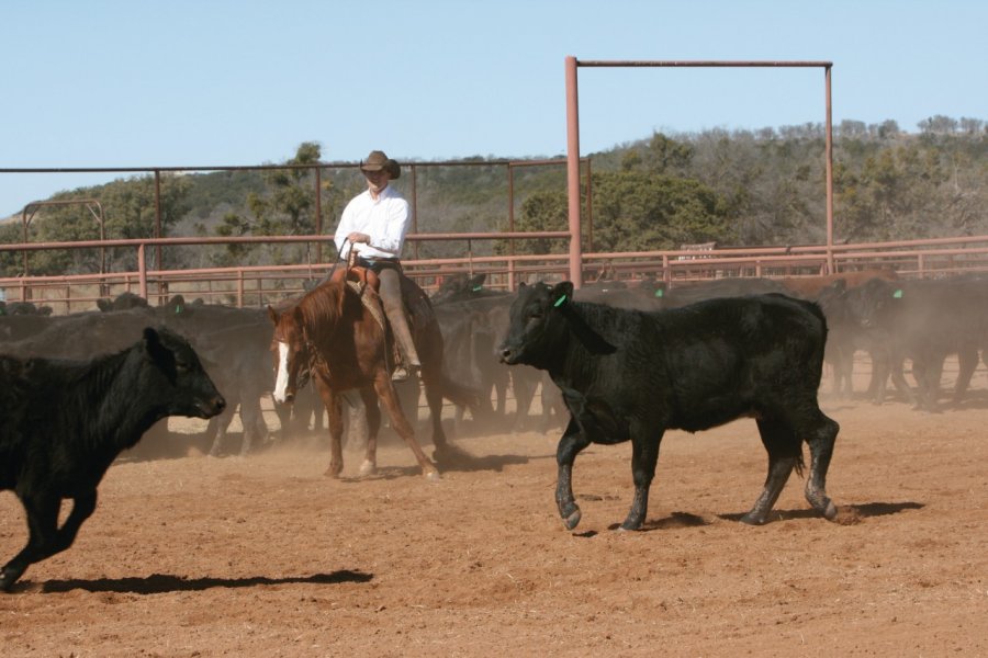 Cow-boy au milieu de jeunes taureaux. Stéphan SZEREMETA