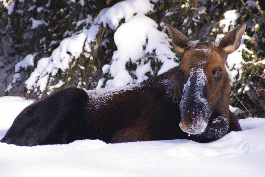 Elan du Jasper Nantional Park. Tourism Jasper.