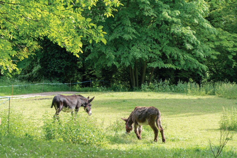 Parc du Château de Montjean, Wissous. Philippe Guersan