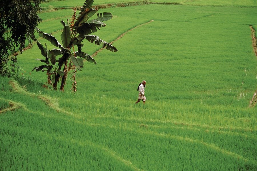 Rizière, Kandy Author's Image