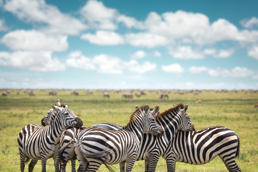Serengeti National Park. ranplett - iStockphoto.com